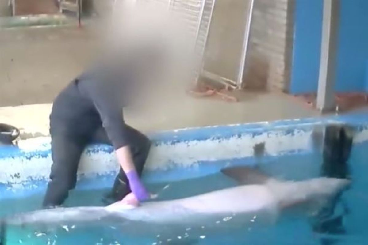 Σάλος για τις σεξουαλικές πράξεις σε δελφίνι σε ζωολογικό κήπο (ΒΙΝΤΕΟ)