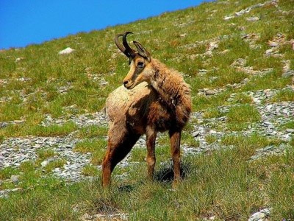 Με εξαφάνιση απειλείται το αγριόγιδο!