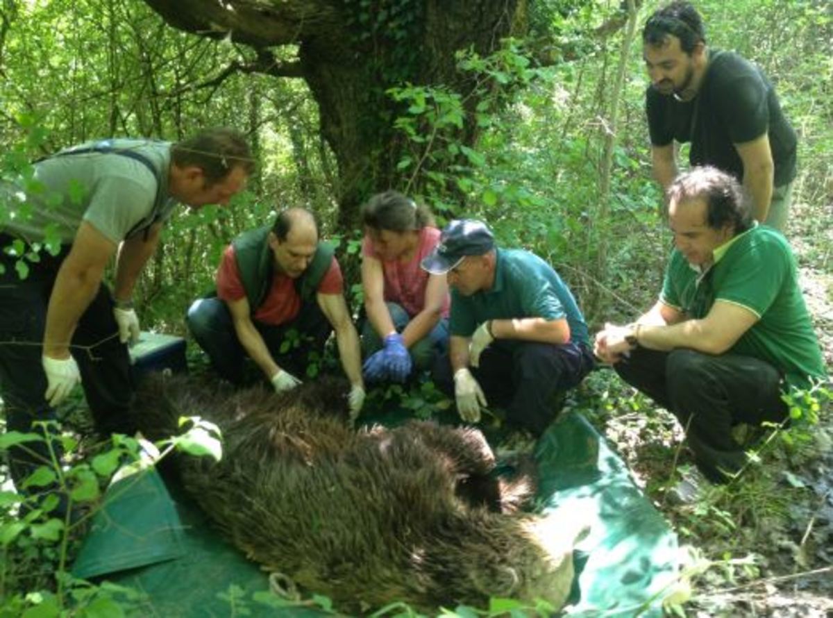 Διέσωσαν αρκούδα που την χτύπησε Ι.Χ. στην Εγνατία – ΒΙΝΤΕΟ