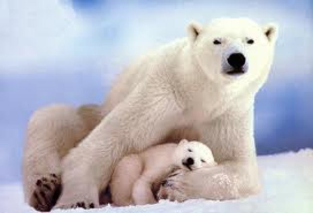 ΗΠΑ: Δικαστική απόφαση για τις πολικές αρκούδες