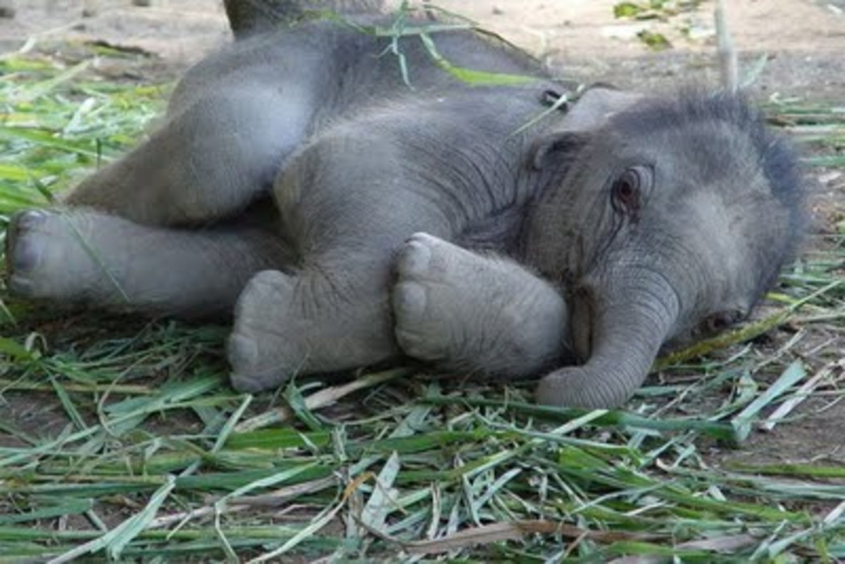 Δείτε,  νεογέννητο ελεφαντάκι σε…πισίνα !