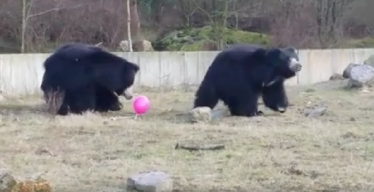 Αρκούδες παίζουν σαν μικρά παιδιά με ένα ροζ μπαλόνι! – Βίντεο