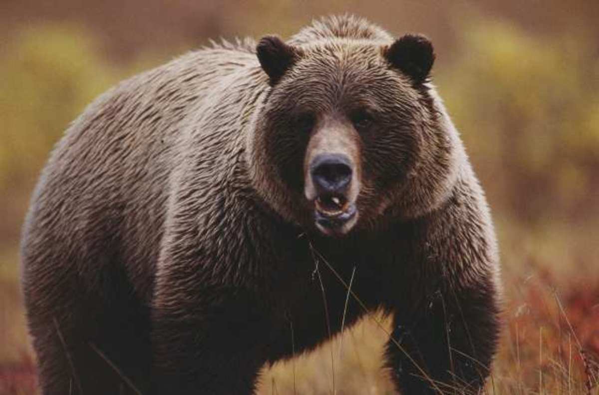 Ημαθία: Βοσκός,  είδε αρκούδα στα 3 μέτρα…