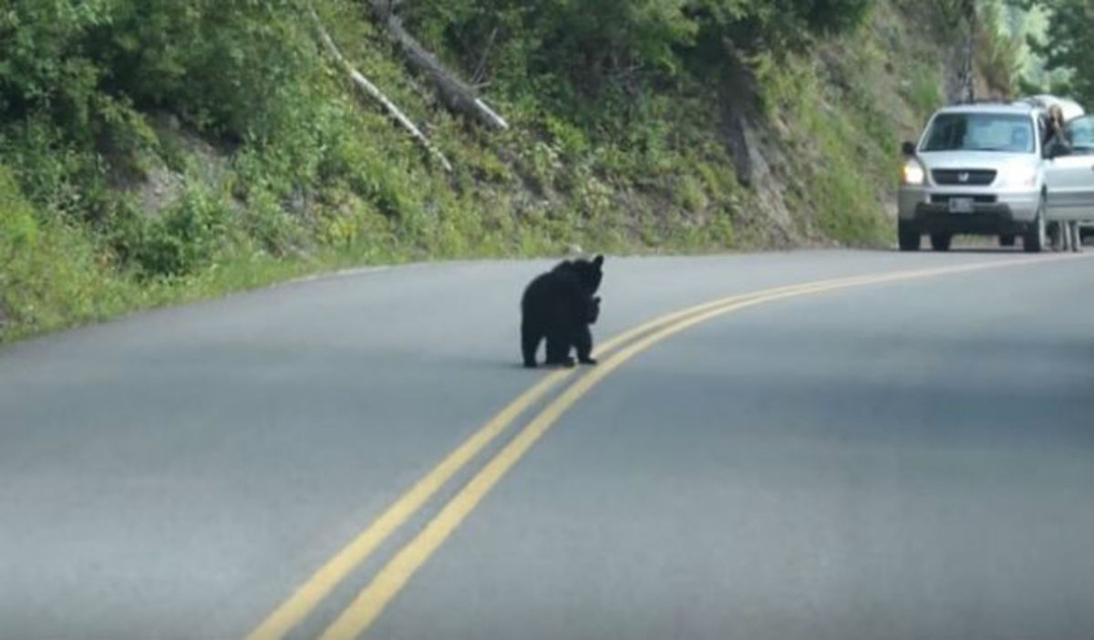 Σταμάτησαν όλοι οι οδηγοί όταν είδαν αυτά τα δύο αρκουδάκια να παίζουν στη μέση του δρόμου!