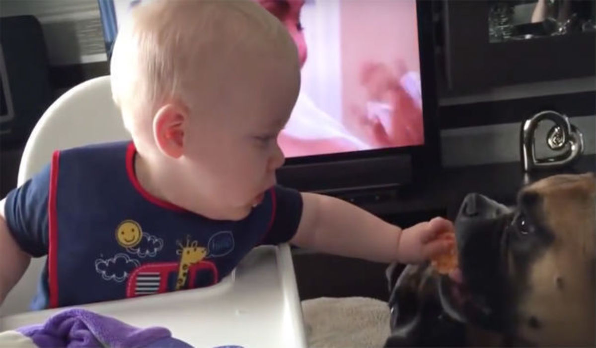 Ξεκαρδιστικό: Ο μορφασμός του μωρού όταν συνειδητοποίησε ότι ο σκύλος του έφαγε το τελευταίο του μπισκότο!
