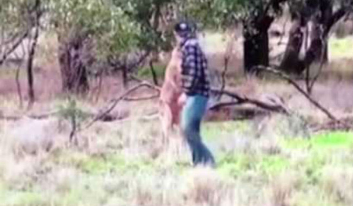 Απίστευτο: Άνδρας έριξε μπουνιά σε καγκουρό για να σώσει το σκύλο του!