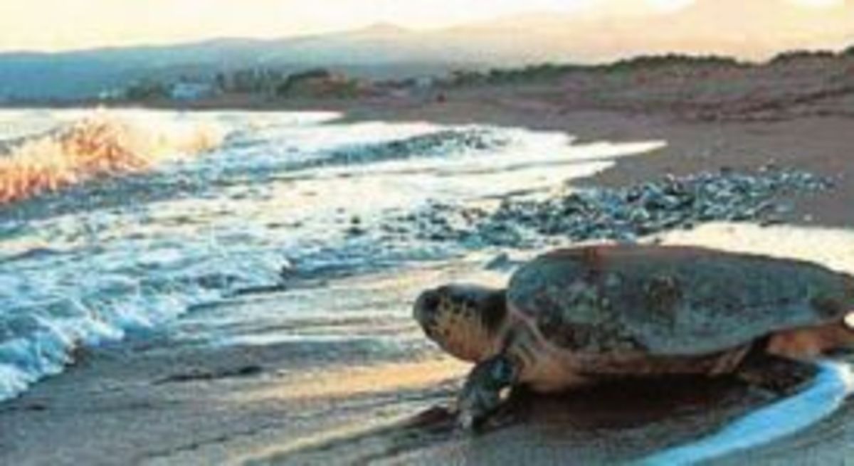 Όχι στον αγωγό λυμάτων στη παραλία θαλάσσιας χελώνας στο Ρέθυμνο