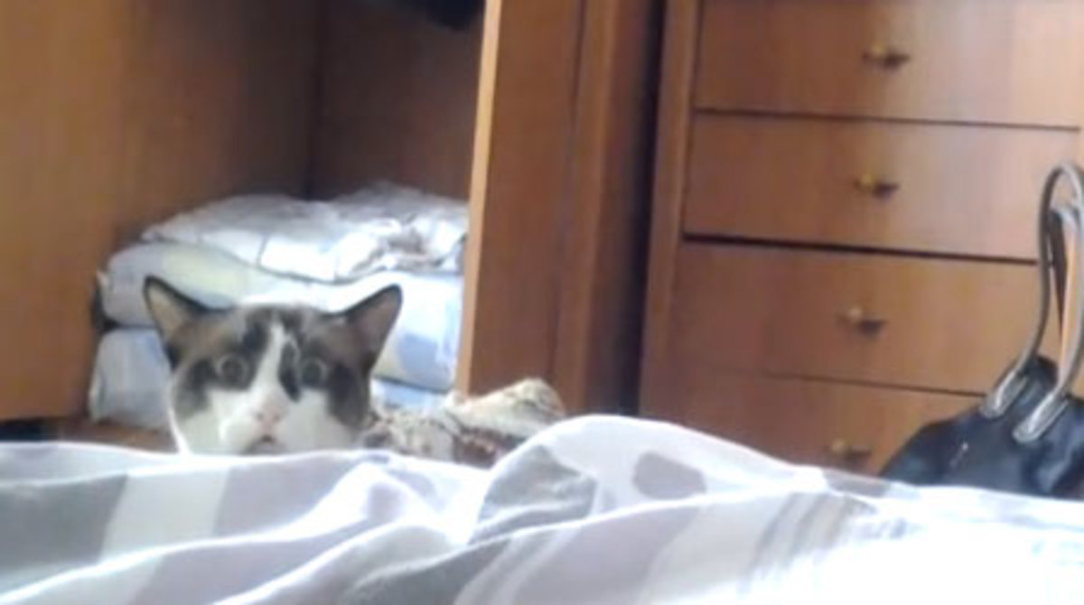 Η γάτα κατάσκοπος – Ξεκαρδιστικό βίντεο