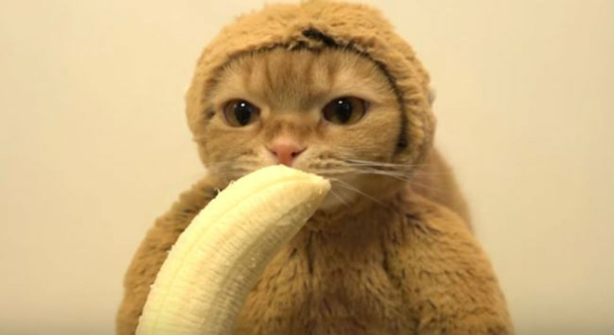 Ξεκαρδιστικό βίντεο: Η γάτα ντύθηκε μαϊμού και τρώει μπανάνες!