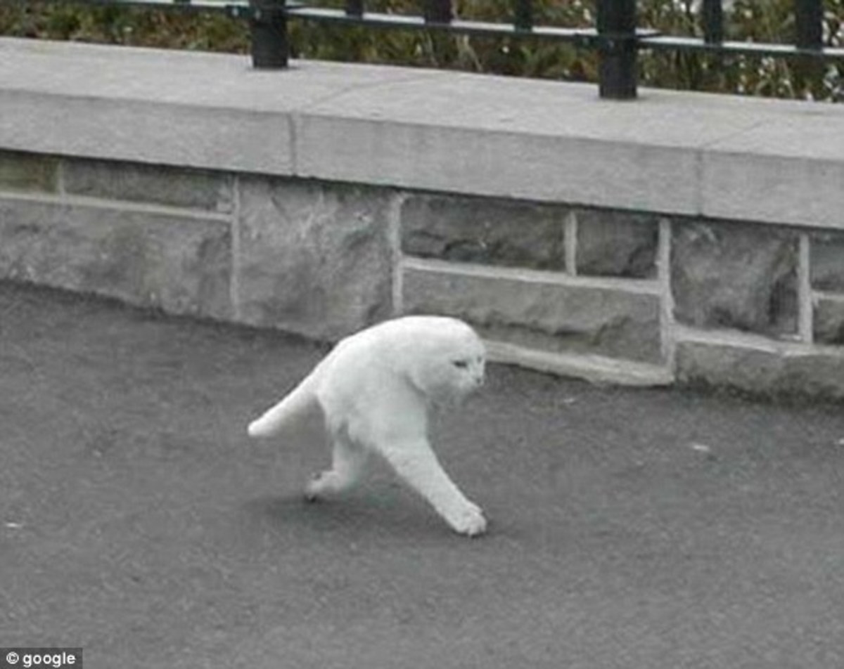 Google Streetview: Η… μισή γάτα προκαλεί σάλο! (ΦΩΤΟ)