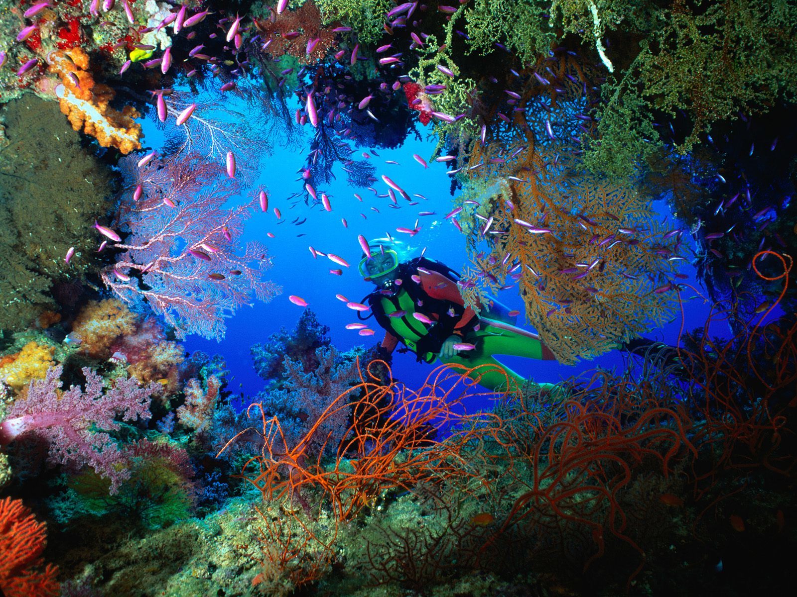 Δείτε τα 10 σημαντικότερα είδη κοραλλίων!
