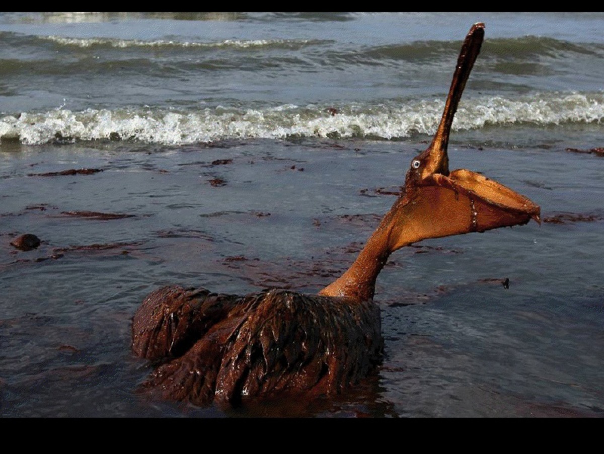 Συγκλονιστικές εικόνες από τη διαρροή πετρελαίου της BP