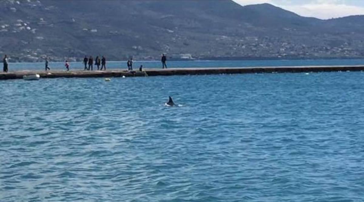 Ένα δελφίνι στο λιμάνι της Καλαμάτας – ΒΙΝΤΕΟ