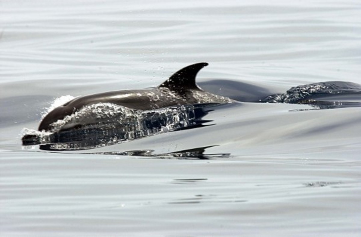 Εννέα νεκρά δελφίνια έχουν εντοπιστεί από τις αρχές του έτους στη νότια ακτή της Μαύρης Θάλασσας