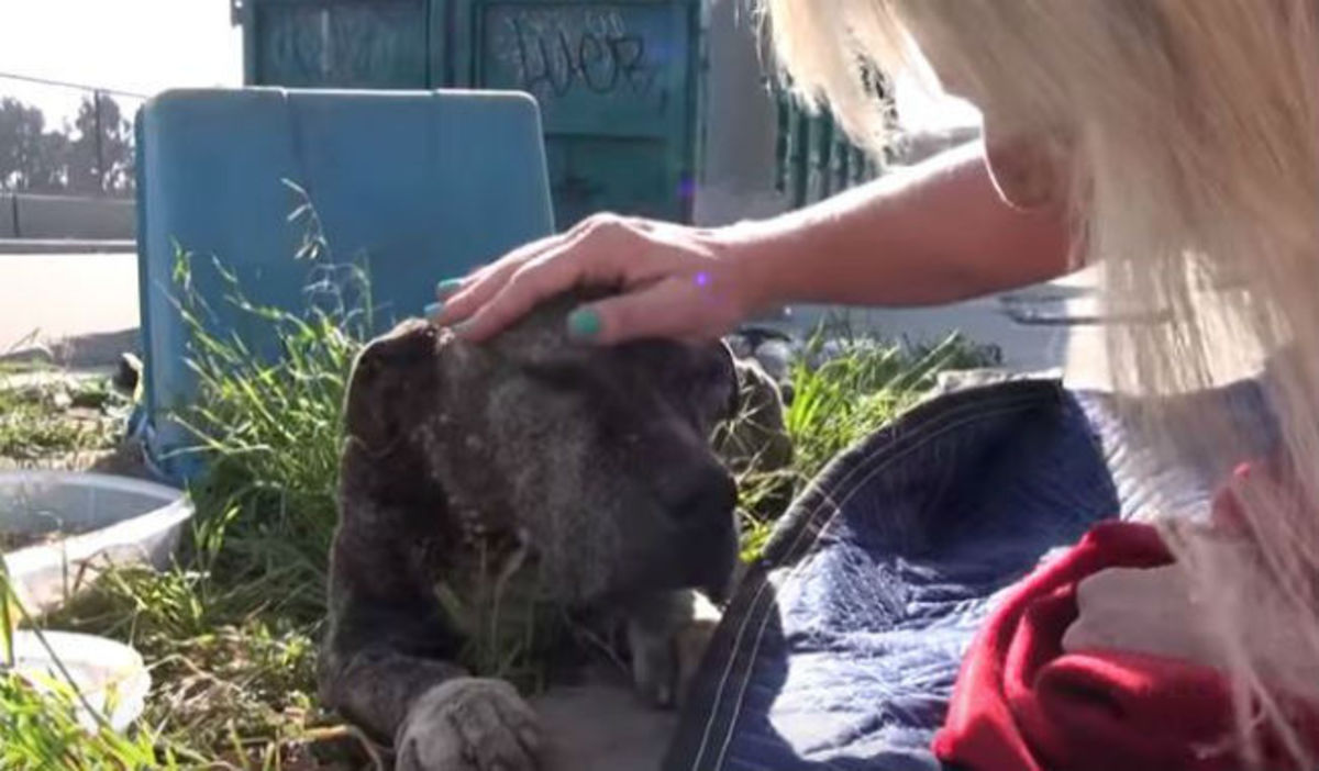 Η συγκινητική ιστορία ενός σκύλου που βρέθηκε εγκαταλελειμμένος κάτω από μια γέφυρα και πέθανε