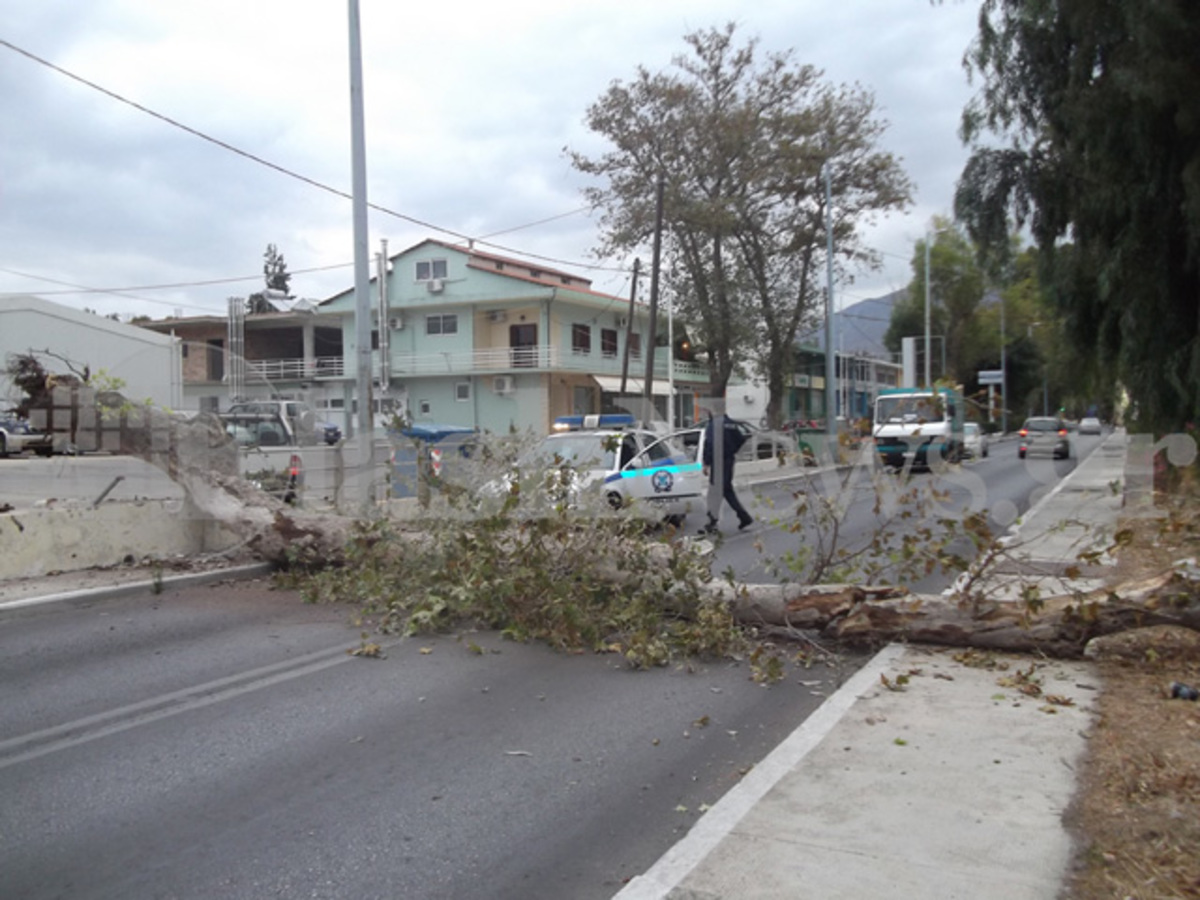 Χανιά: Κλειστός δρόμος λόγω… δέντρου (ΦΩΤΟ)