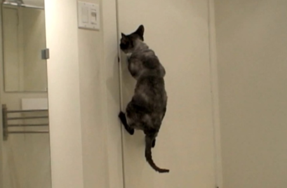 Όσκαρ: Η γάτα του… Διαβόλου! Δείτε πως ανοίγει τις πόρτες! (βίντεο)