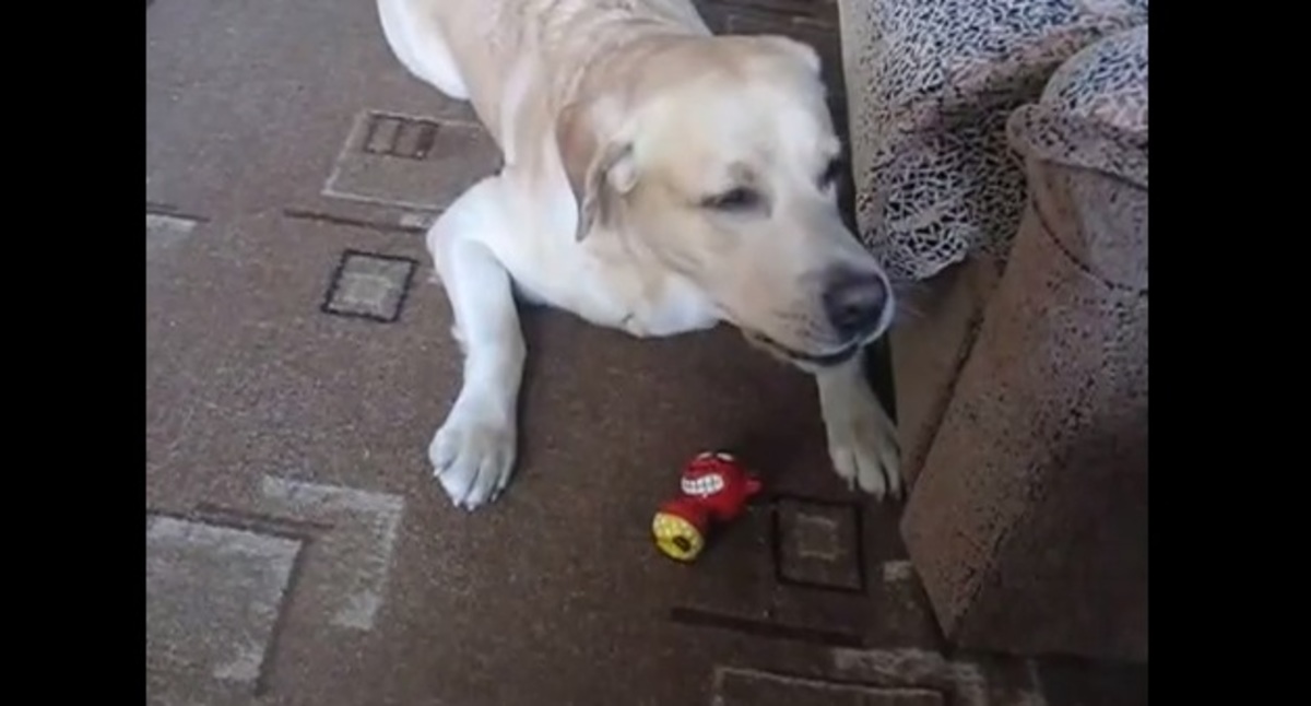 Ο πιο… παράφωνος σκύλος! (VIDEO)