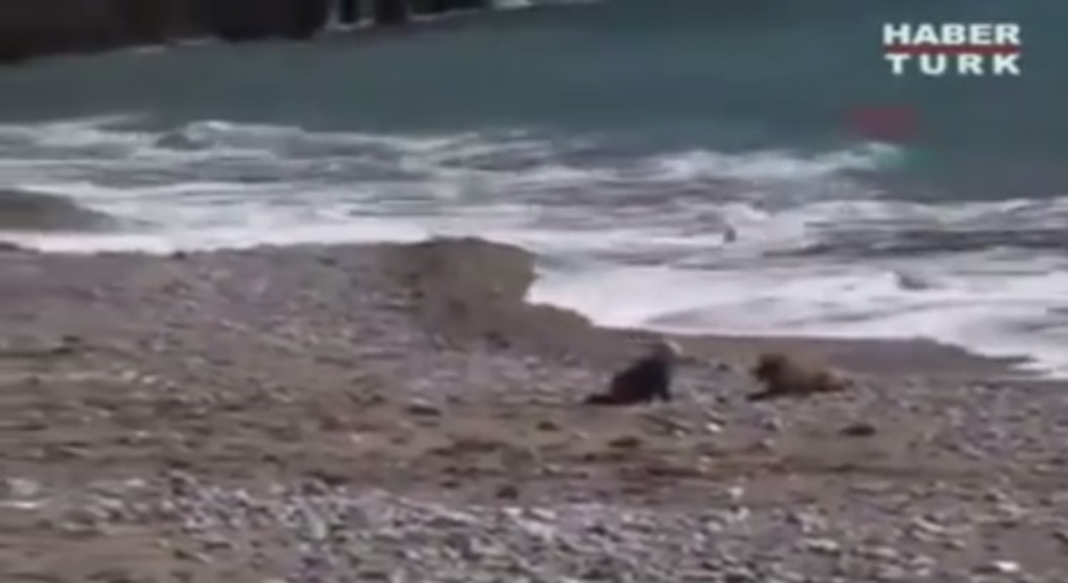 Σκύλος… ήρωας σώζει μωρό από τεράστια κύματα! (VIDEO)