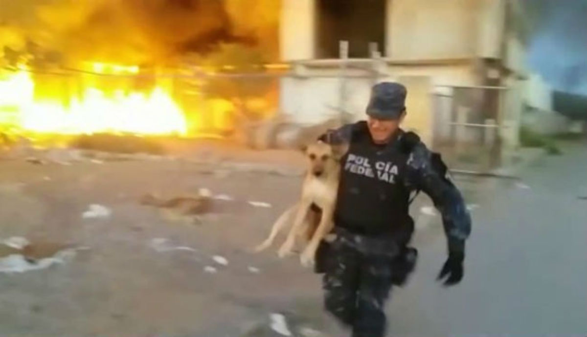 Συγκλονιστικό βίντεο: Aστυνομικός έβαλε σε κίνδυνο τη ζωή του για να σώσει ένα σκύλο!