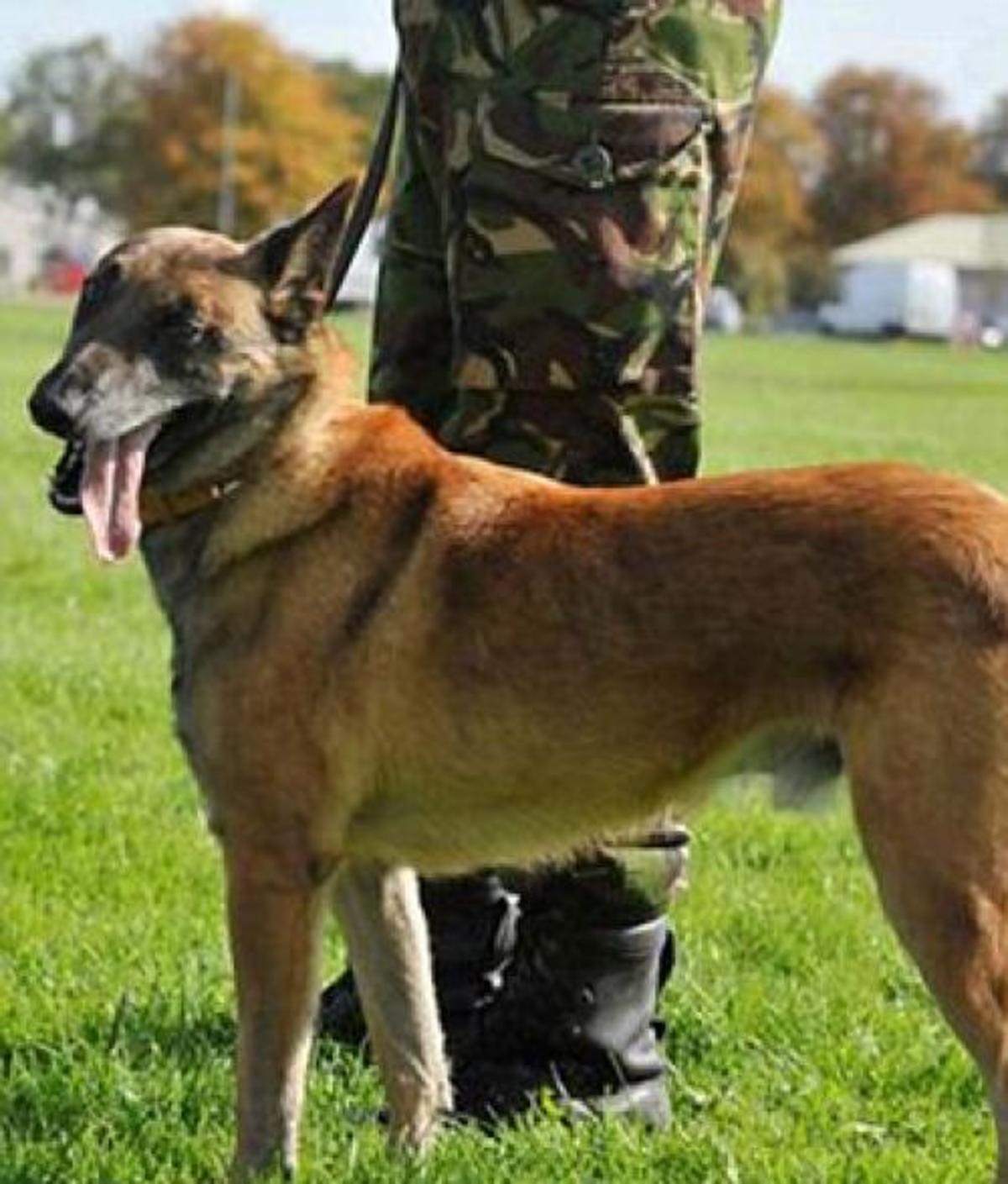 Βρετανία: Θανάτωσαν τα σκυλιά του Ουίλλιαμ στην RAF