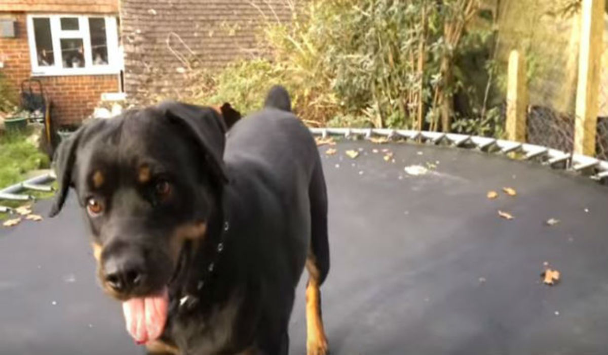 O πιο χαρούμενος σκύλος του κόσμου – Δείτε πως χοροπηδά πάνω στο τραμπολίνο!