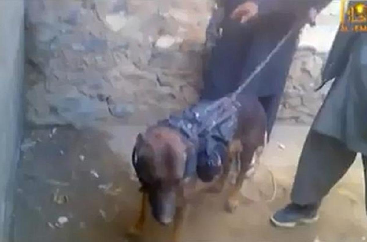 Σκύλος… ειδικών αποστολών, αιχμάλωτος των Ταλιμπάν