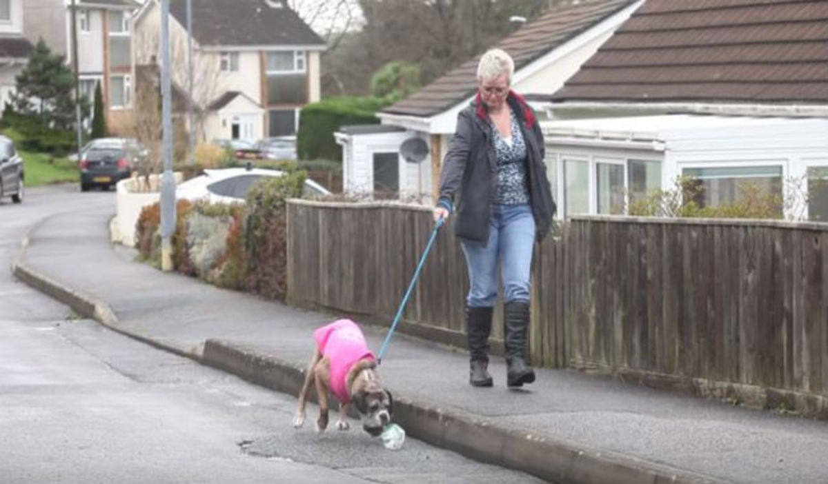 Αυτός ο σκύλος μαζεύει όλα τα πλαστικά μπουκάλια κάθε φορά που βγαίνει για βόλτα – O λόγος; Απίστευτος!
