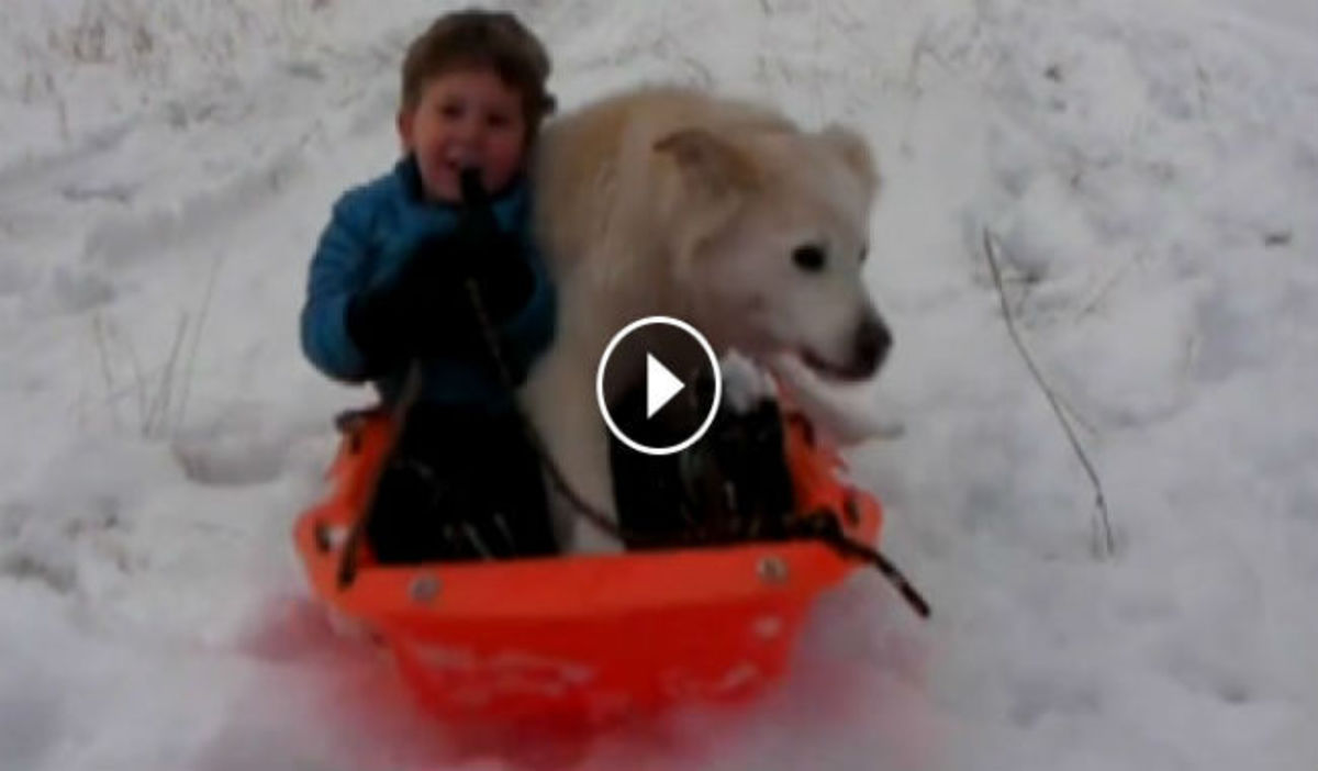 Το βίντεο που σαρώνει – Σκύλοι παίζουν μέσα στα χιόνια και προκαλούν γέλιο!