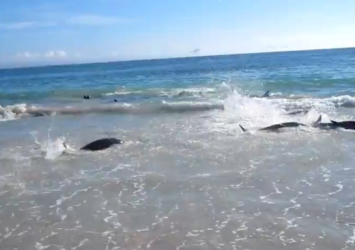 Δεκάδες τα νεκρά δελφίνια στη Βουλγαρία από τις αρχές του ’13