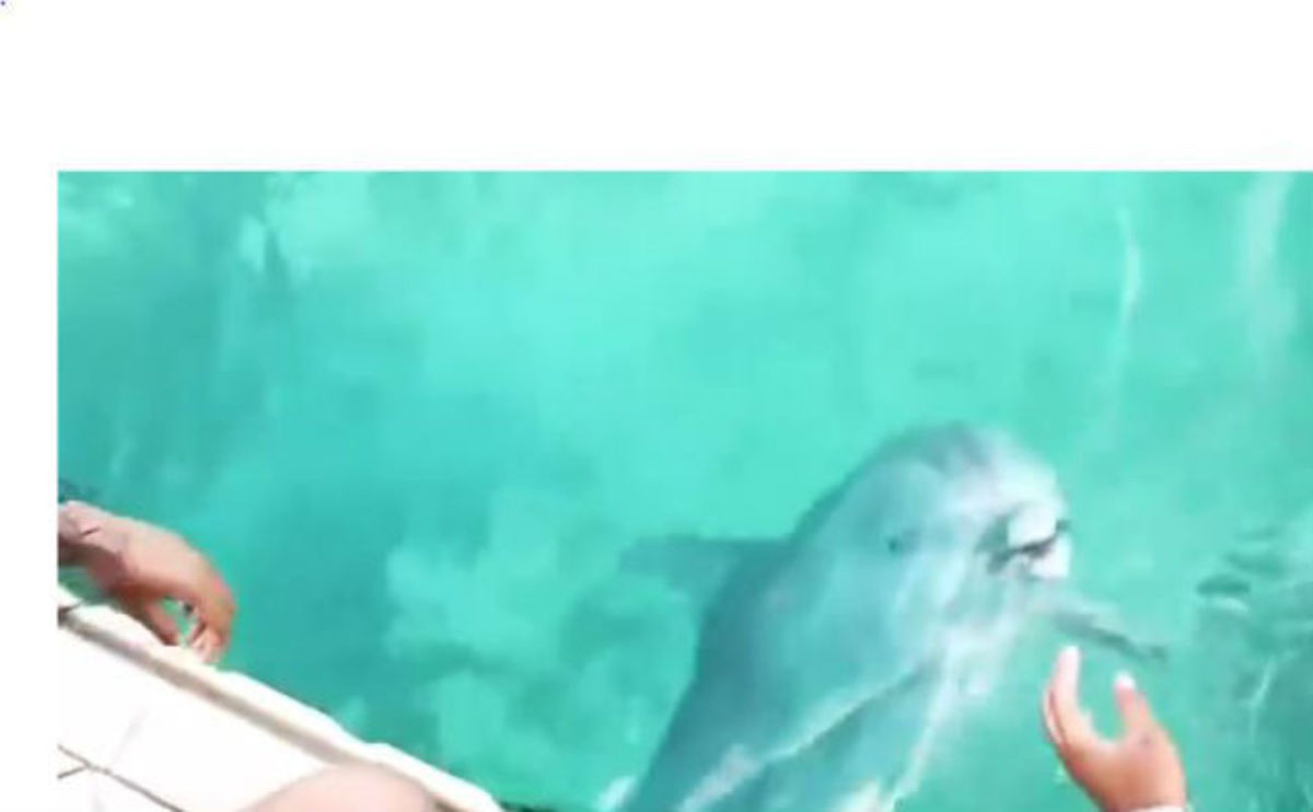 Το βίντεο που σαρώνει στο facebook: Δελφίνι έπιασε ένα κινητό που είχε πέσει στο βυθό της θάλασσας!