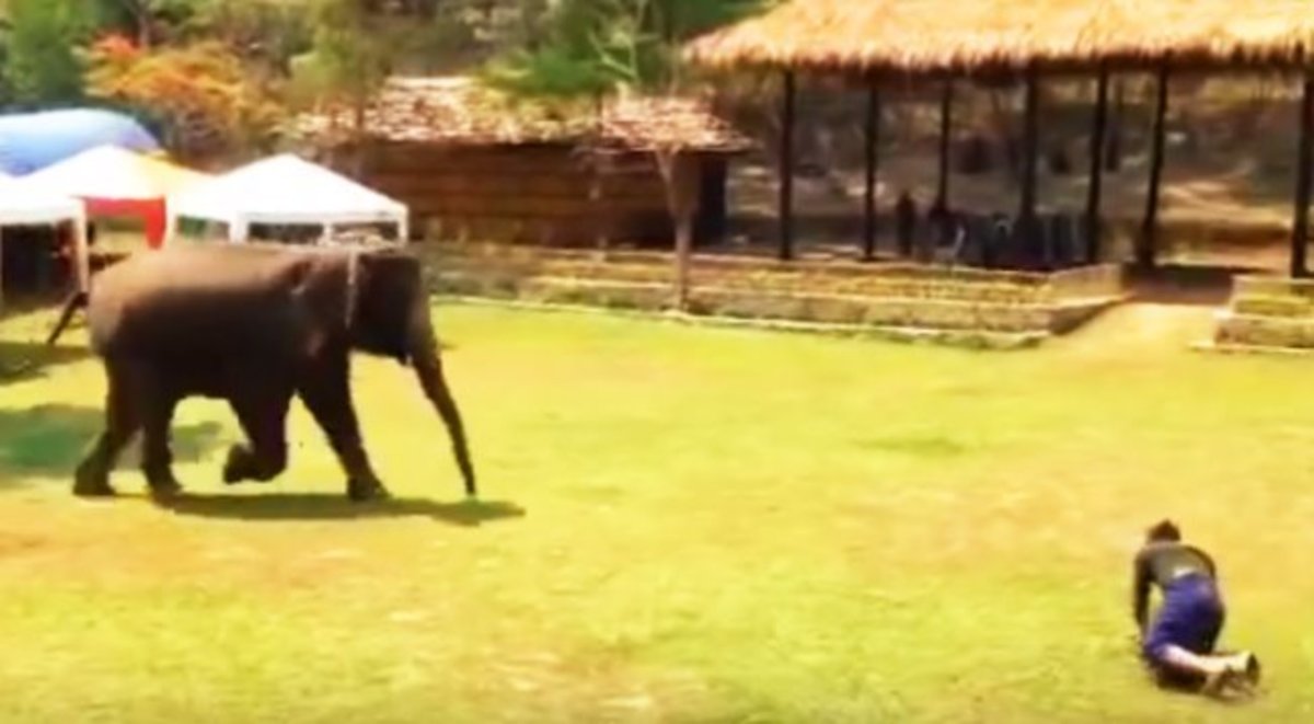 Δεν φαντάζεστε πως αντέδρασε ΑΥΤΟΣ ο ελέφαντας όταν είδε τον εκπαιδευτή του να δέχεται επίθεση [vid]