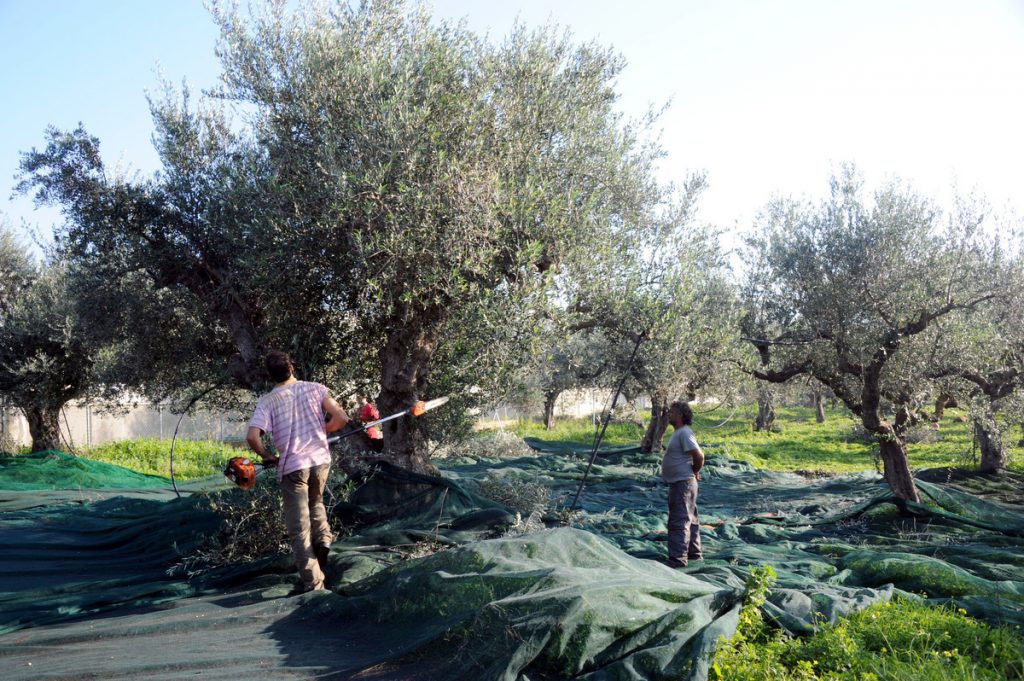 Από 15 έως 17 Απριλίου το 2ο Πανελλήνιο Φεστιβάλ Ελαιολάδου στην πόλη