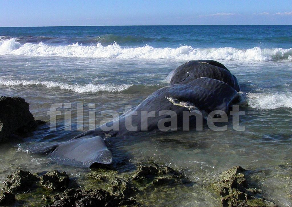 Νεκρή φάλαινα ξεβράστηκε στα Φιλιατρά (VIDEO)