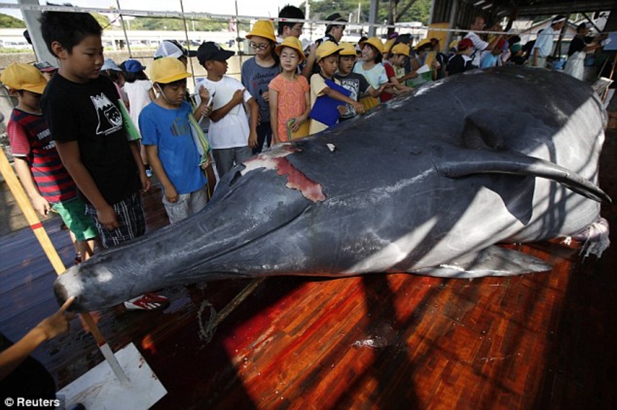 Φρικιαστική εκδρομή: Ξεκοίλιασαν φάλαινα μπροστά σε μαθητές! (ΦΩΤΟ)