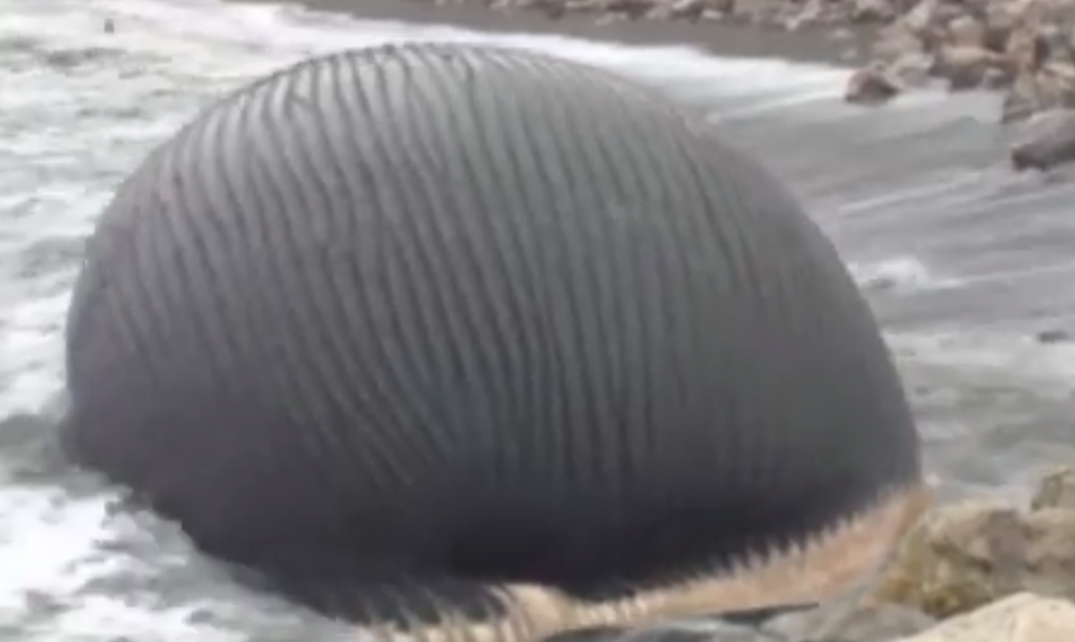 Φάλαινα έτοιμη να… εκραγεί! (Φωτό – Βίντεο)