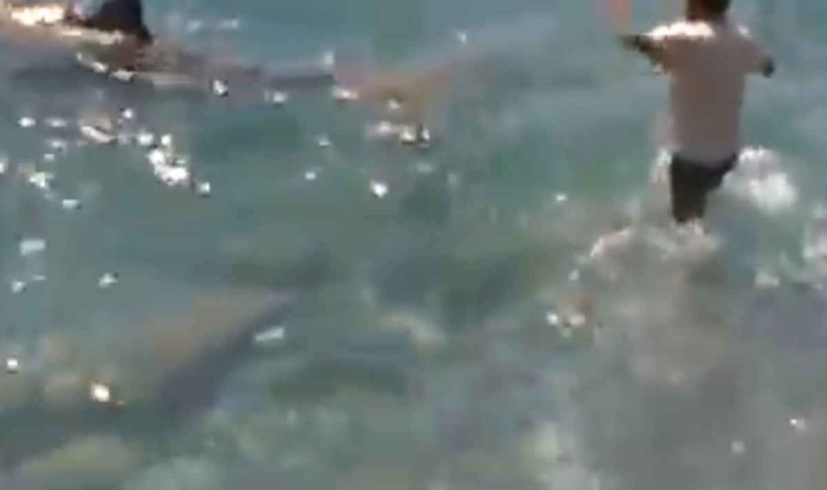 Κρήτη: Ο τολμηρός που έσωσε τη ζωή φάλαινας – Δείτε το βίντεο που κάνει θραύση στα social media!