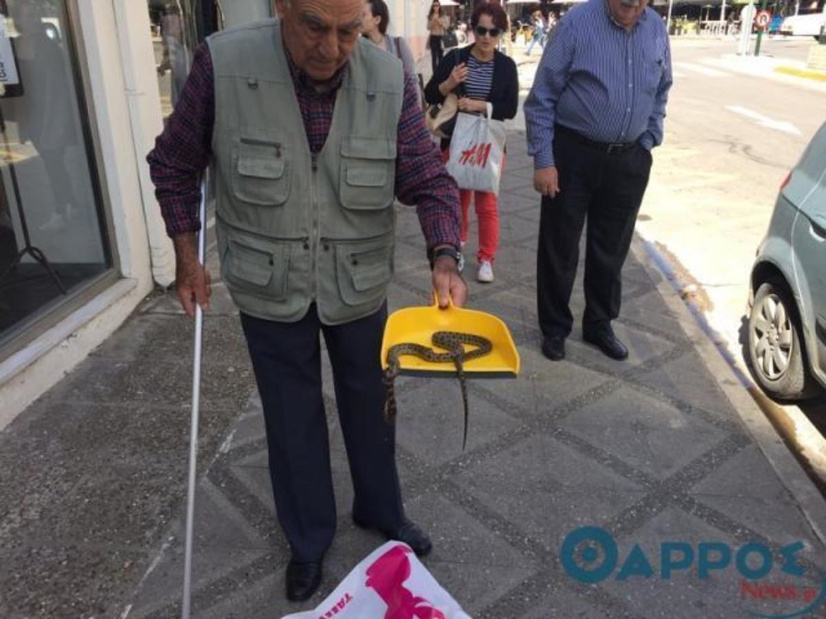 Καλαμάτα: Πανικός από… φίδι στο κέντρο της πόλης! (ΒΙΝΤΕΟ)