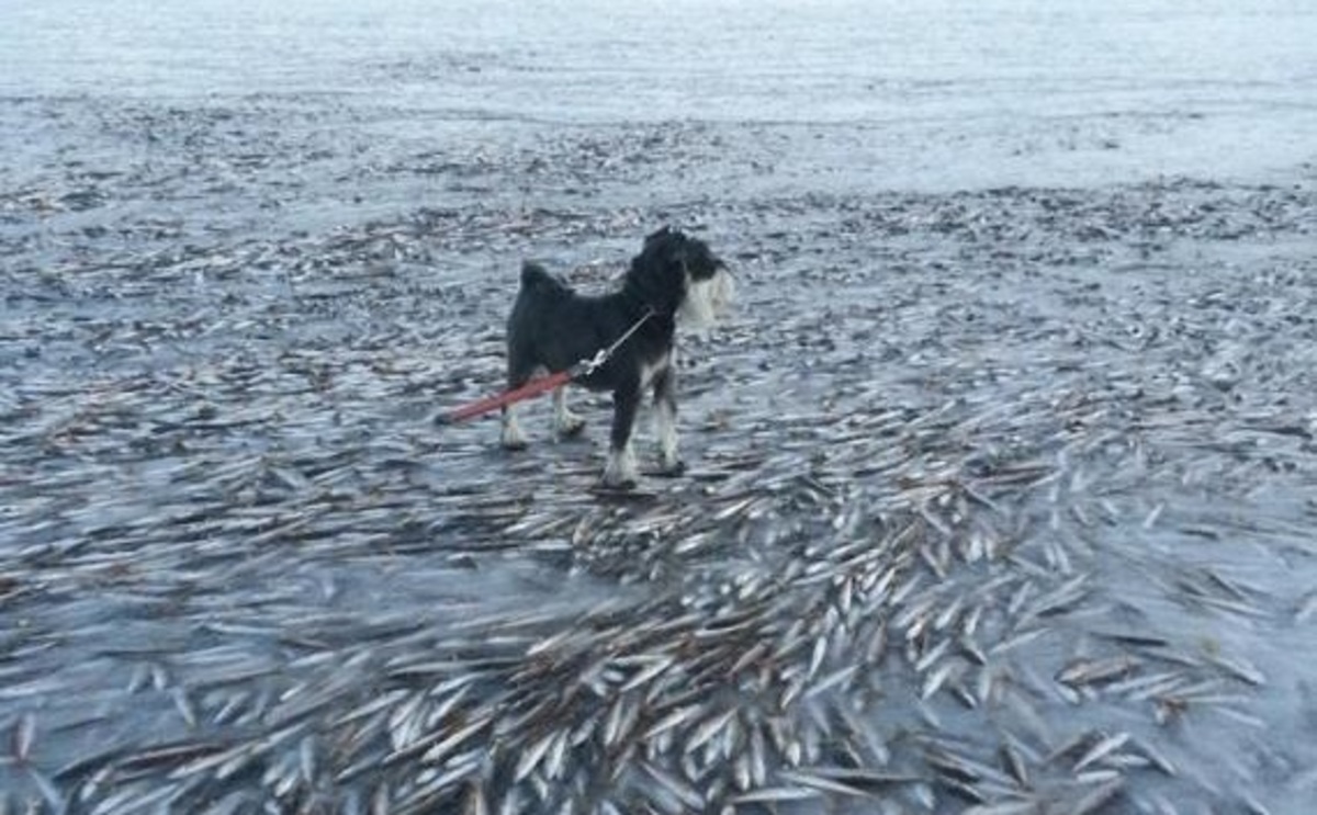 Χιλιάδες ψάρια πάγωσαν στη Νορβηγία! (ΦΩΤΟ)