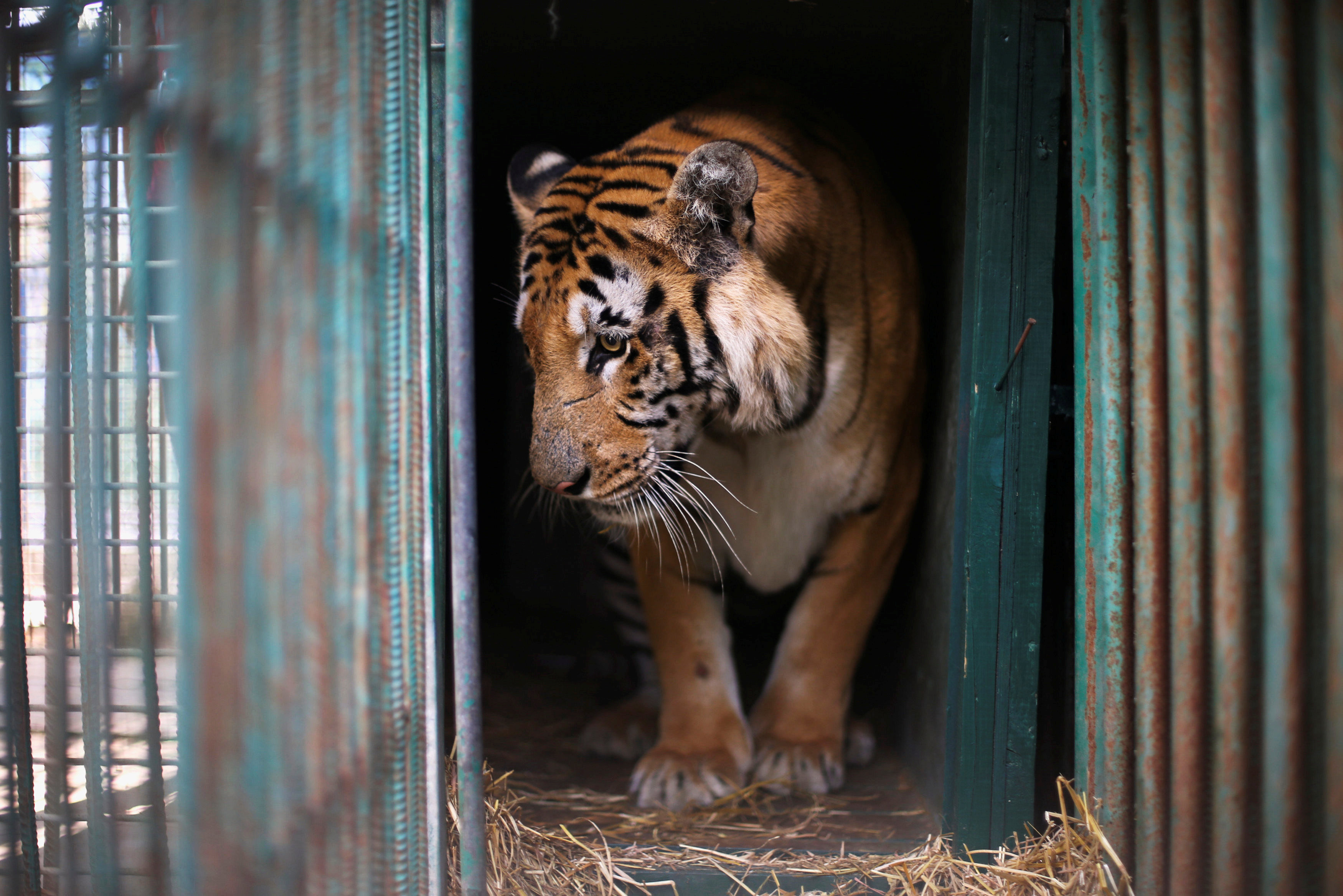 Bad zoo. Зоопарк. Животные зоопарка. Звери в зоопарке.