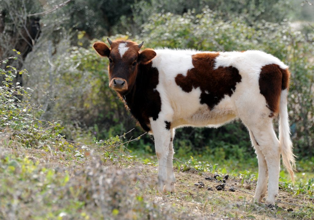 Στην Ελλάδα, η τέταρτη υψηλότερη τιμή παραγωγού αγελαδινού γάλακτος στην ΕΕ