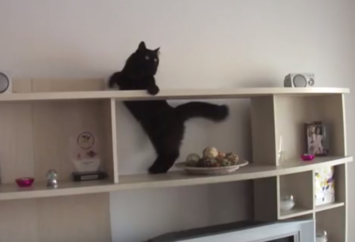 Η γάτα που… ζήλεψε τις ικανότητες του Τομ Κρουζ! (βίντεο)