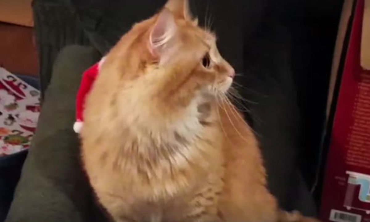 Η γάτα τρελάθηκε – Προσπαθεί να ξεφορτωθεί το χριστουγεννιάτικο σκουφάκι και δεν μπορεί (ΒΙΝΤΕΟ)