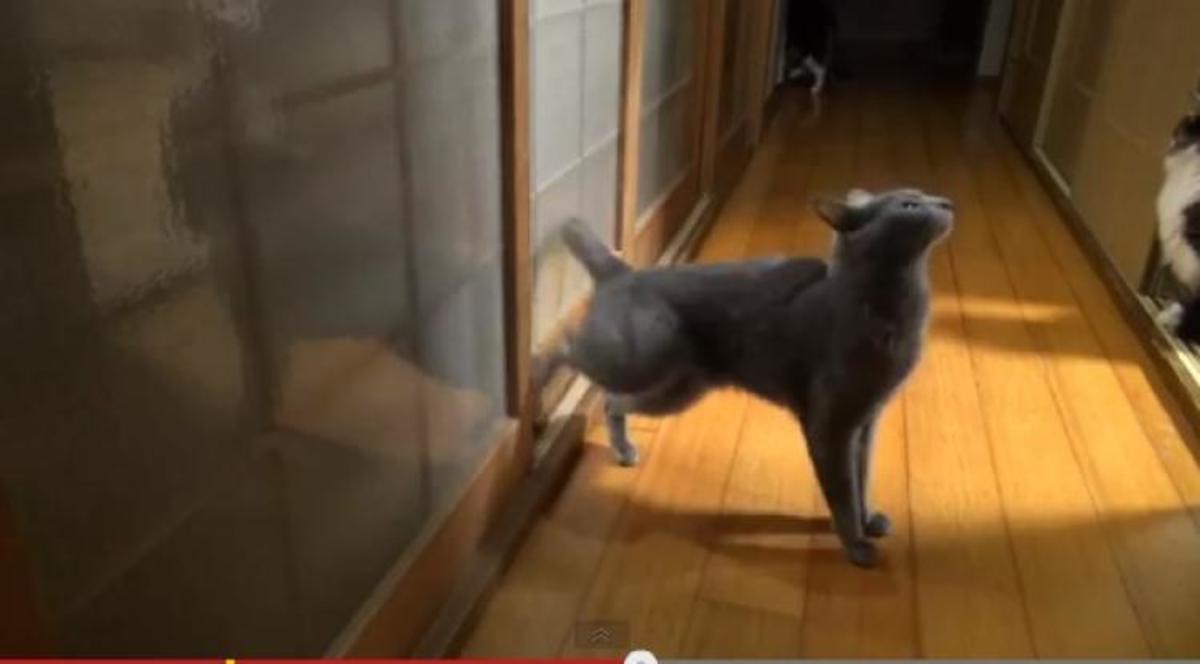 Δείτε μια γάτα που έχει μάθει να…χτυπάει την πόρτα για της ανοίξουν!