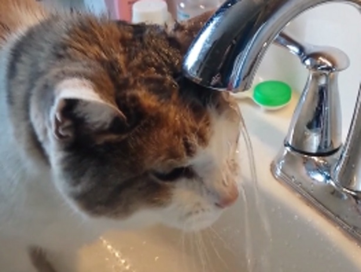 Όταν η γάτα προσπαθεί να πιει νερό από τη βρύση…