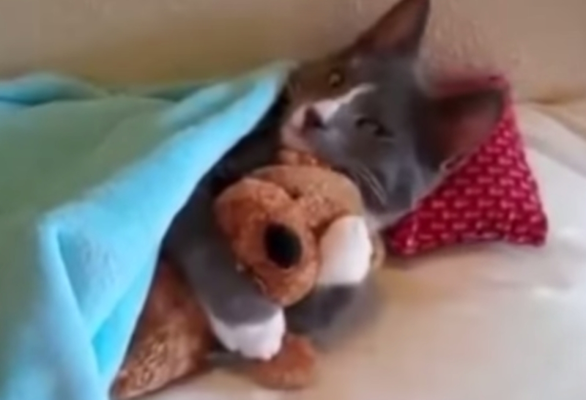 Αυτό το βίντεο θα σας κάνει να λατρέψετε τις γάτες!