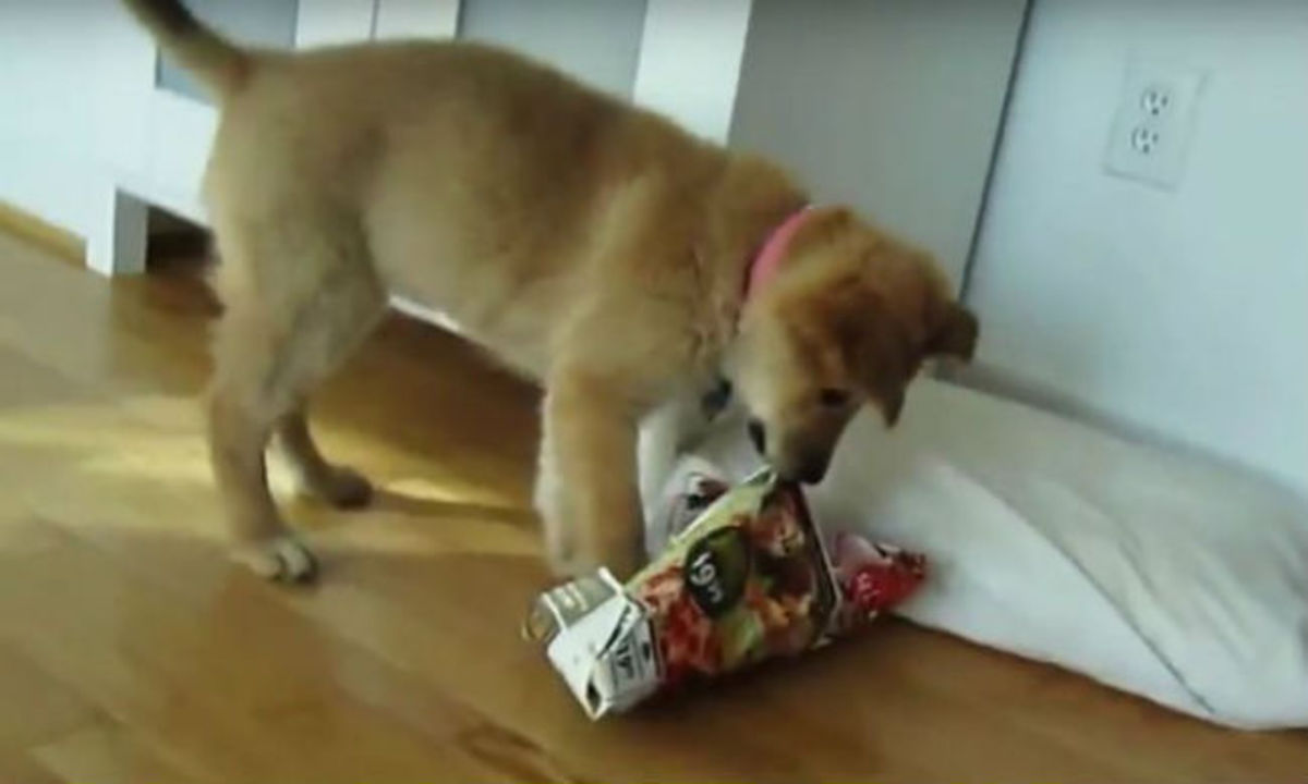 Τι συμβαίνει όταν οι σκύλοι επιχειρούν να ανοίξουν τα χριστουγεννιάτικα δώρα; (ΒΙΝΤΕΟ)