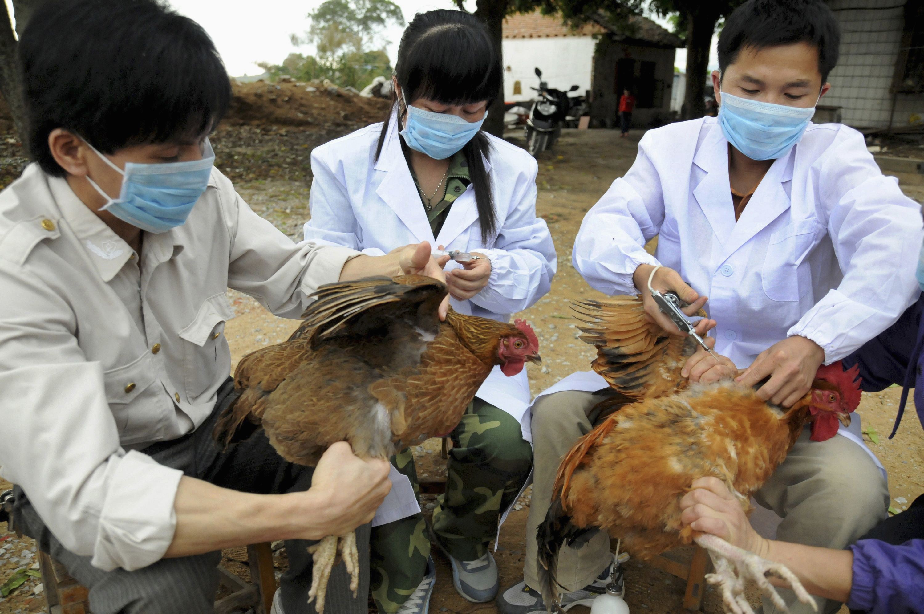 Τέσσερις οι νεκροί από τη γρίπη των πτηνών στην Κίνα