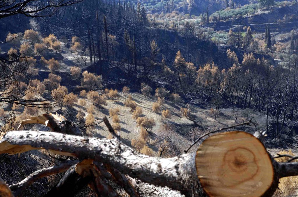 Πρόγραμμα αποκατάστασης των καμένων εκτάσεων στην Ηλεία