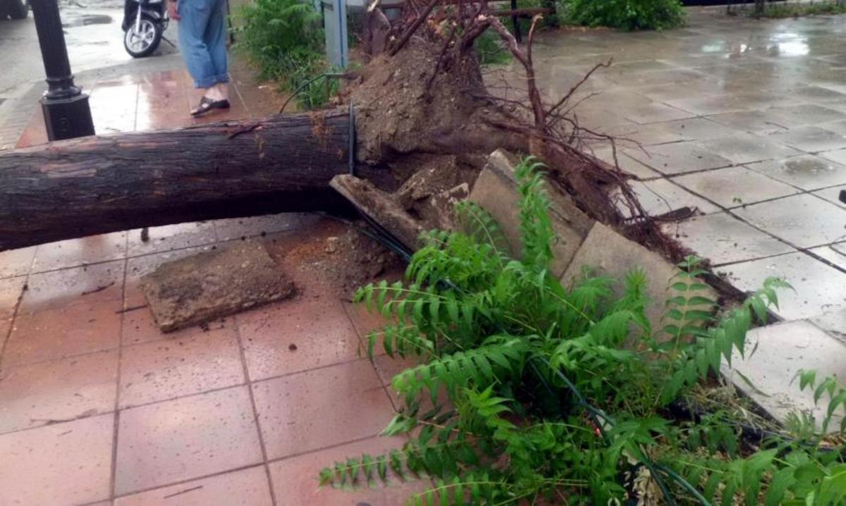 Δύο ανήλικες τραυματίστηκαν στην Καλαμάτα από πτώση δέντρου